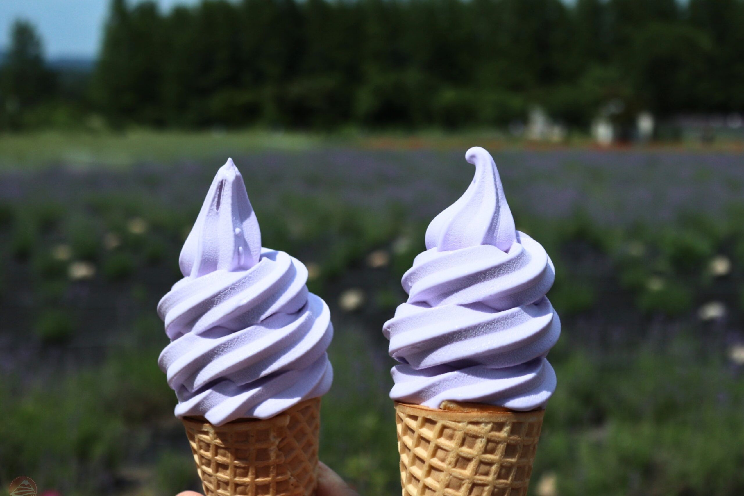 đặc sản lavender
