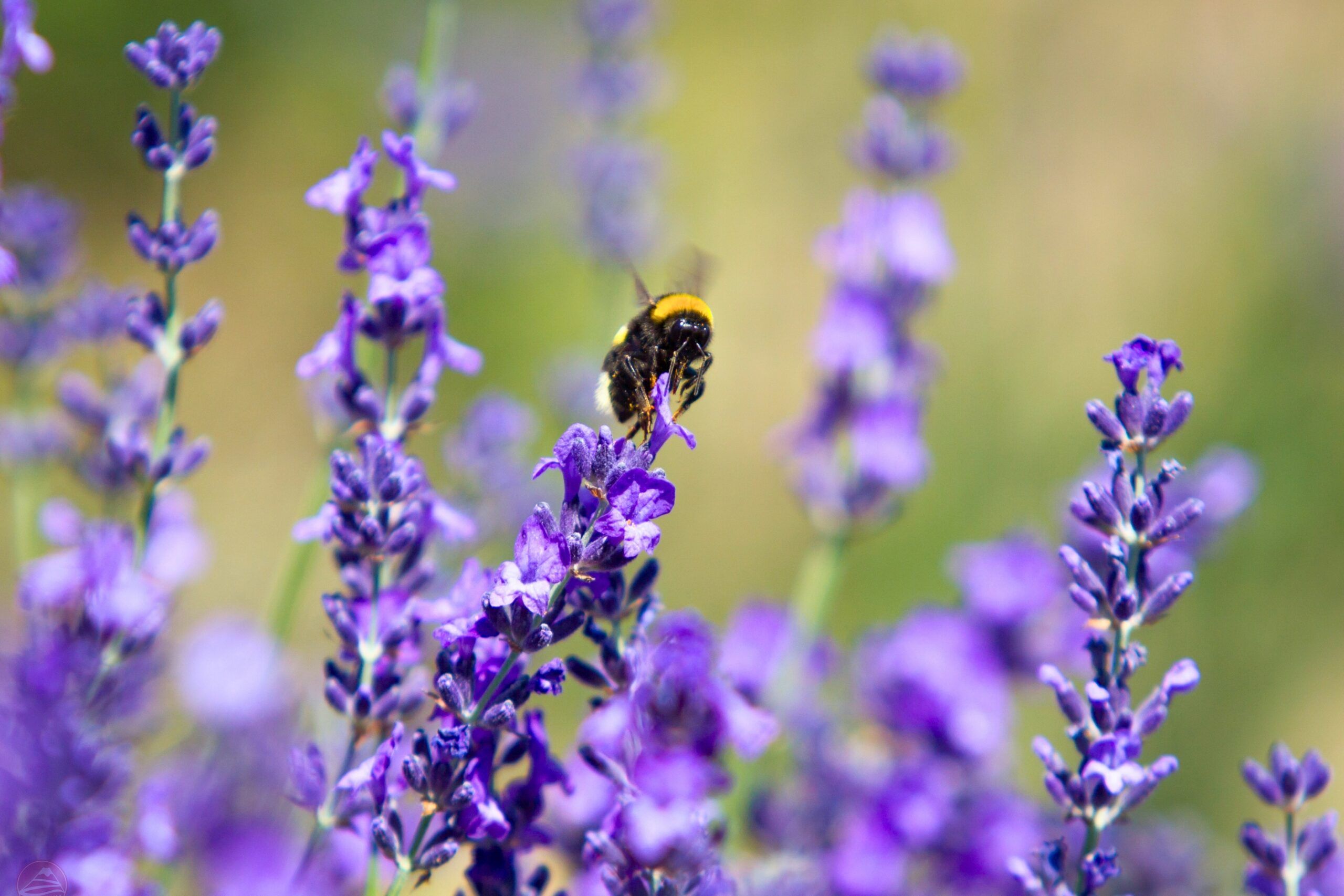 Vì sao nên đi Hokkaido mùa lavender