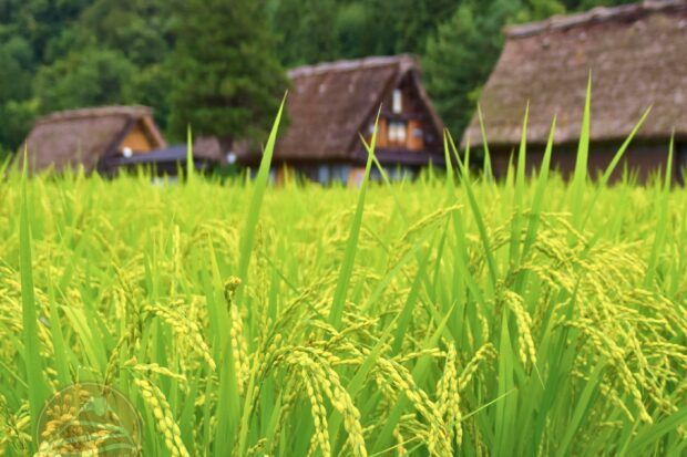 làng cổ Nhật Bản mùa hè