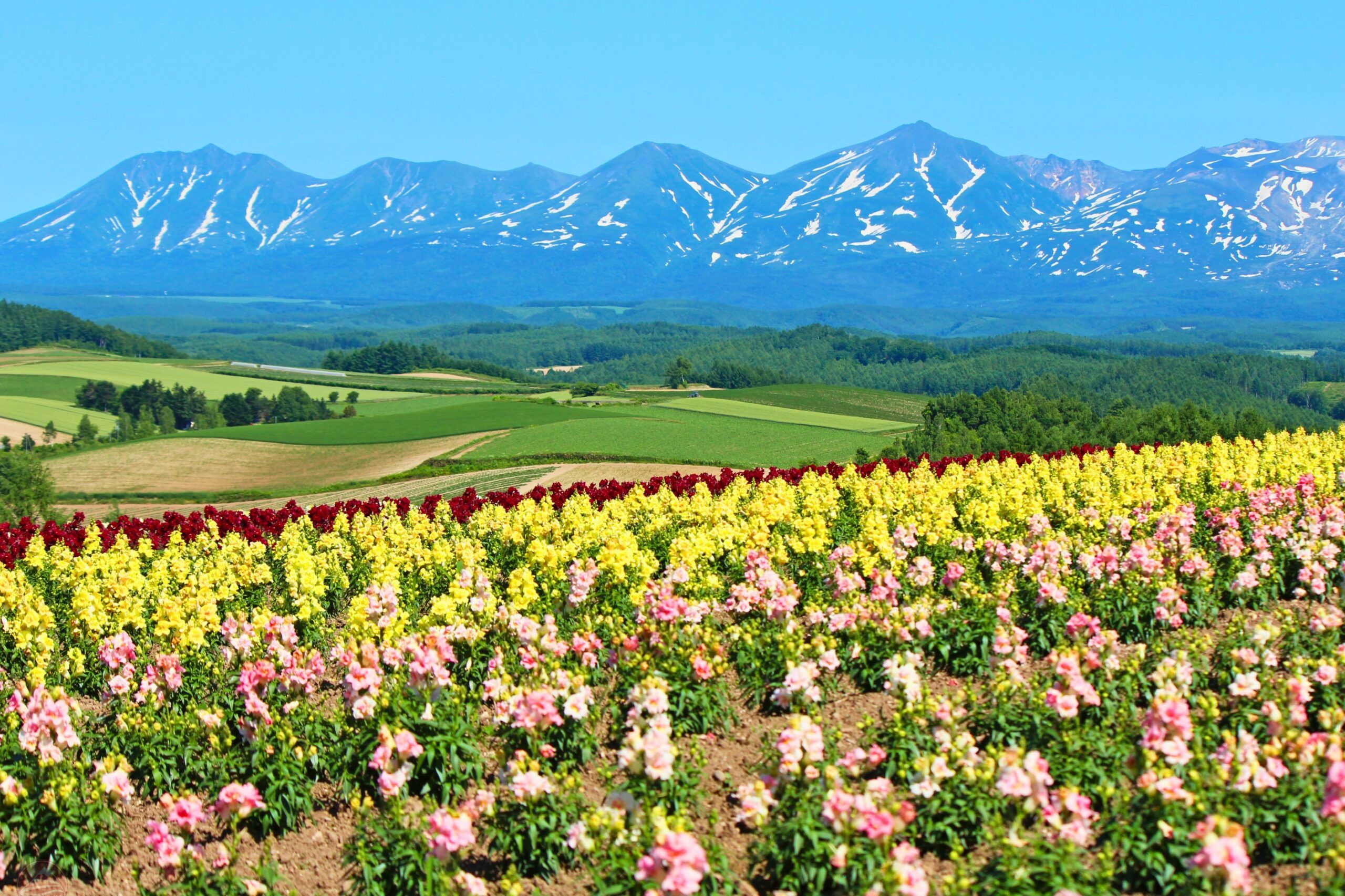 Hokkaido mùa hè