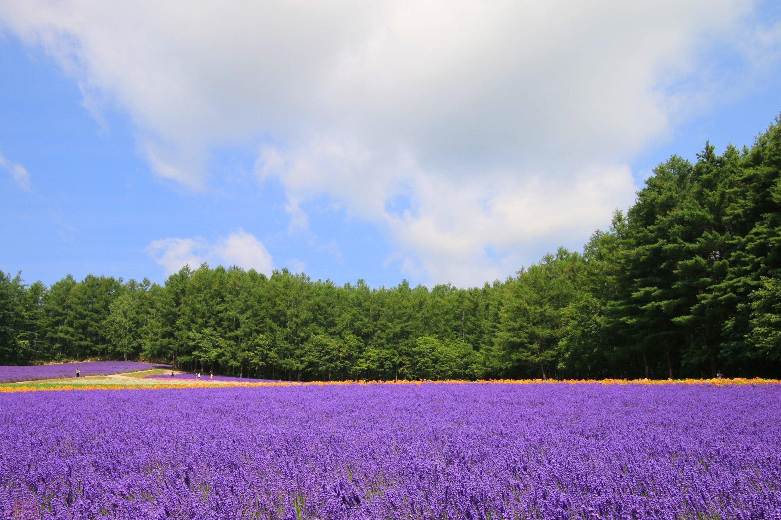 Tour Hokkaido mùa hè