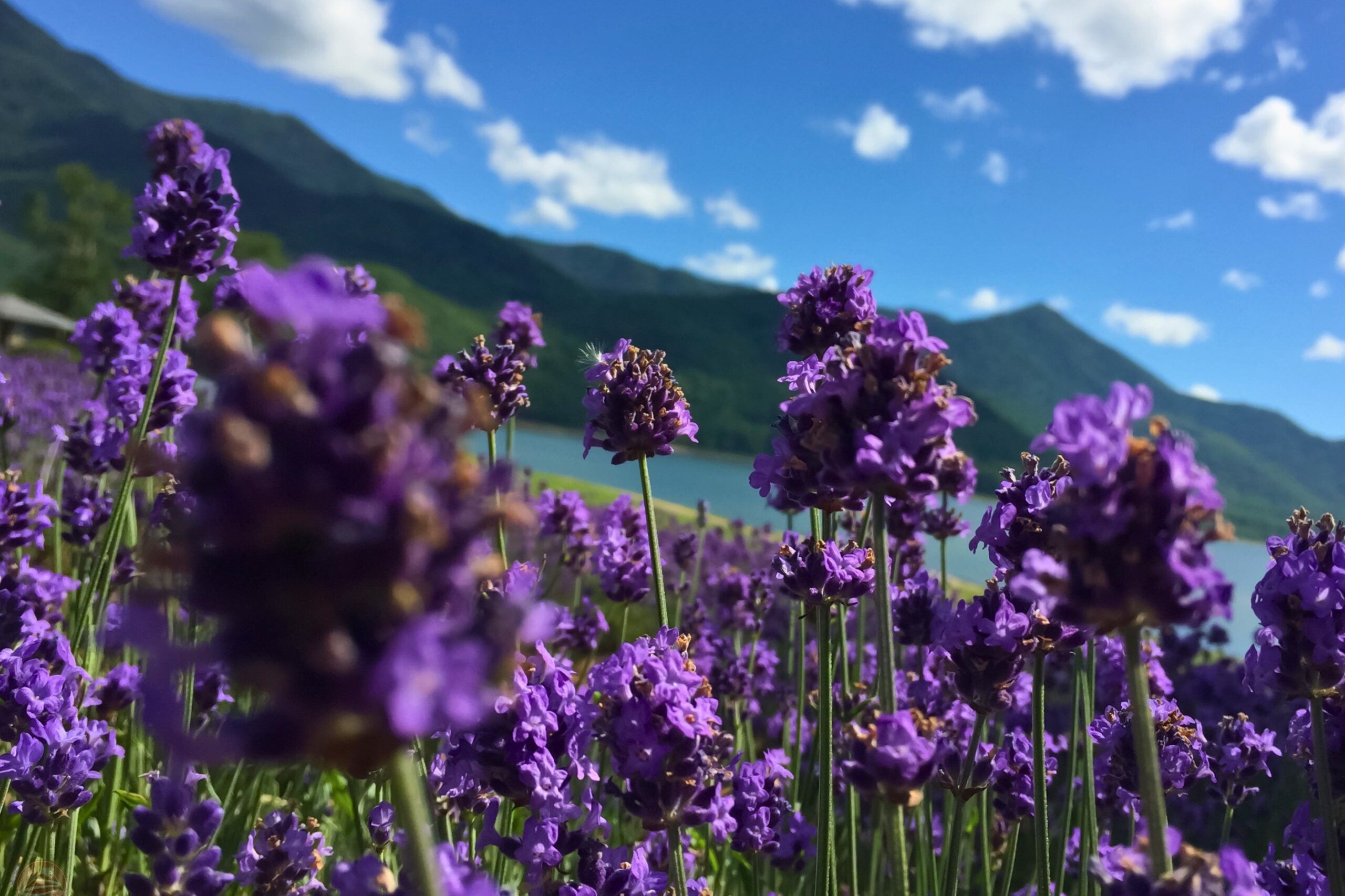 cánh đồng lavender tại Furano