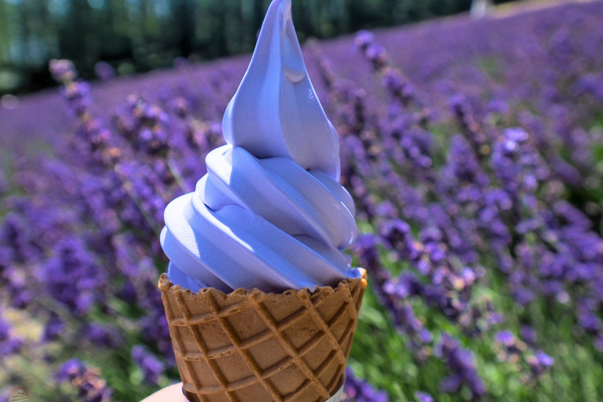 Thưởng thức kem sữa Hokkaido