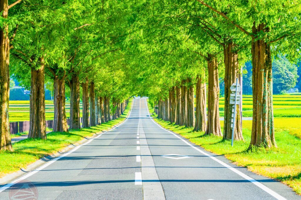 Kinh nghiệm đi tour Nhật Bản