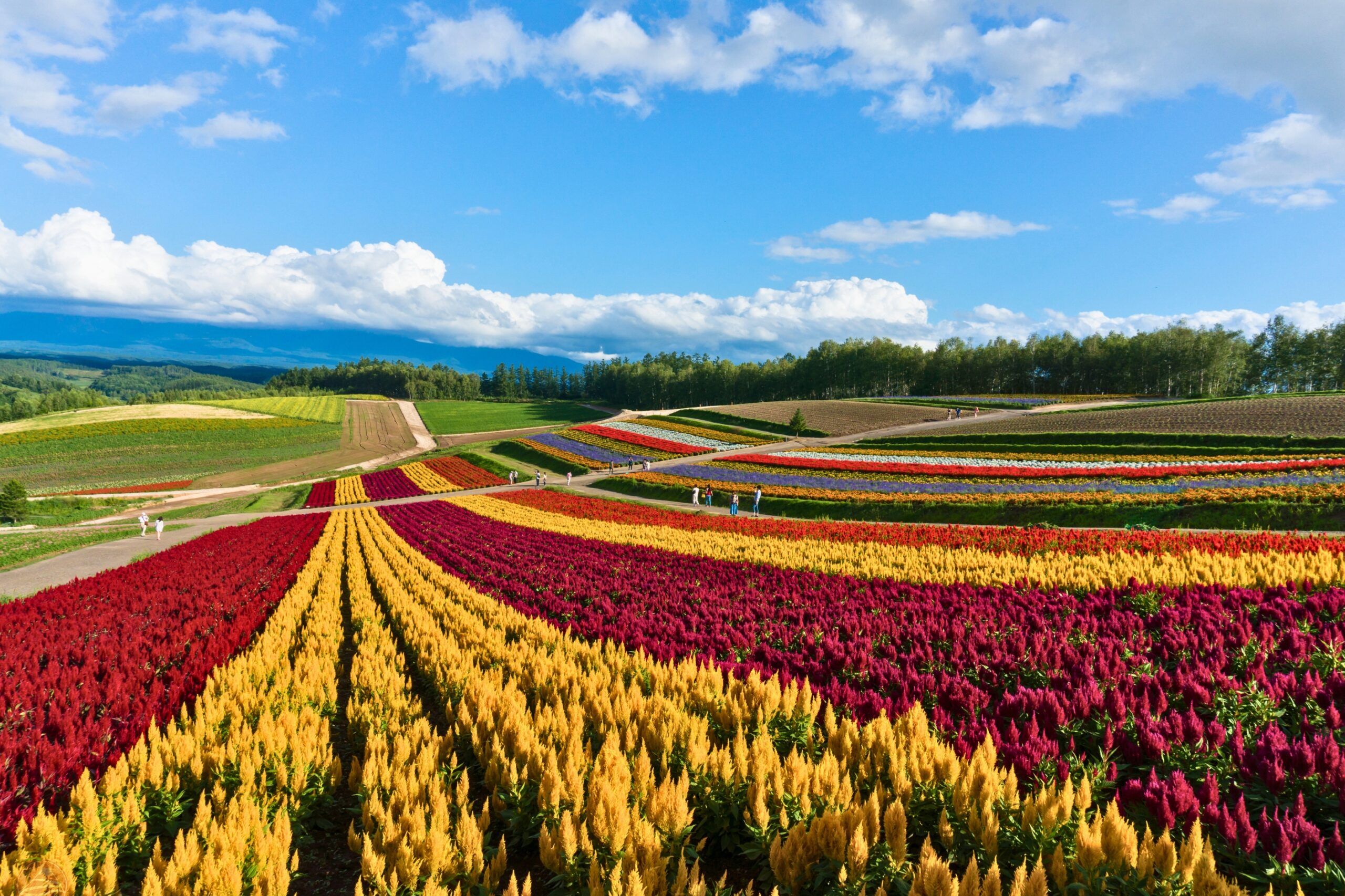 Gợi ý lịch trình kết hợp khi đến Hokkaido