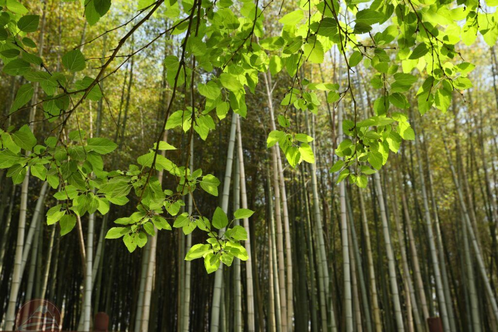Rừng tre Arashiyama
