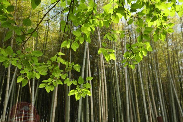 Rừng tre Arashiyama