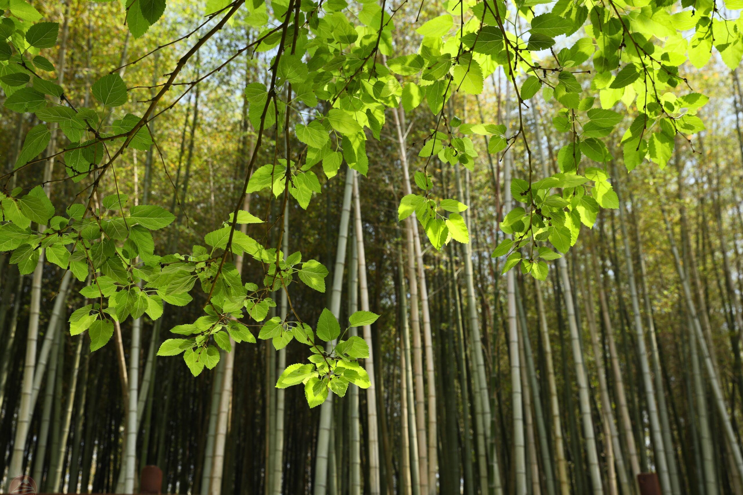 Rừng tre Arashiyama
