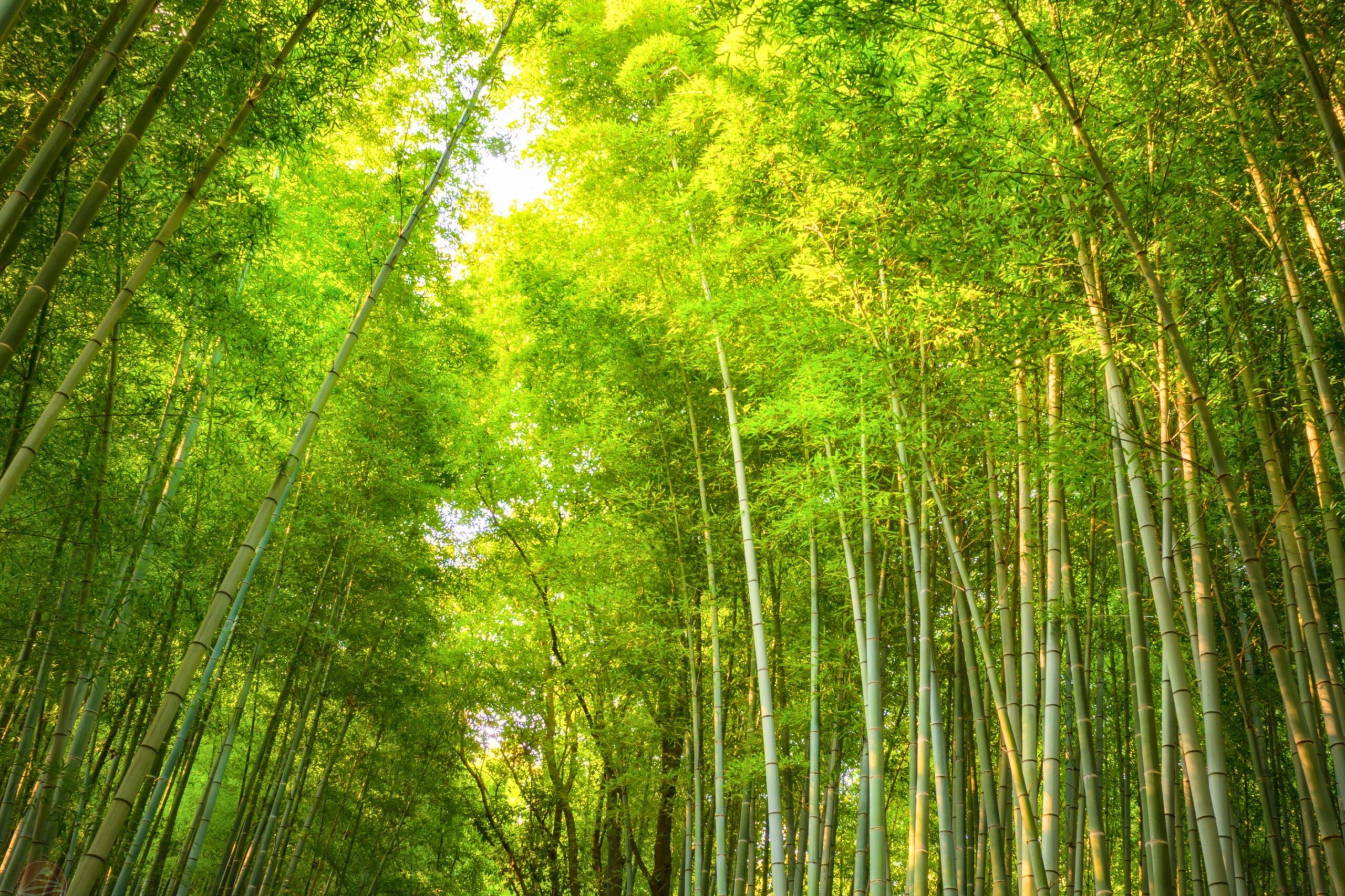 Rừng tre Arashiyama