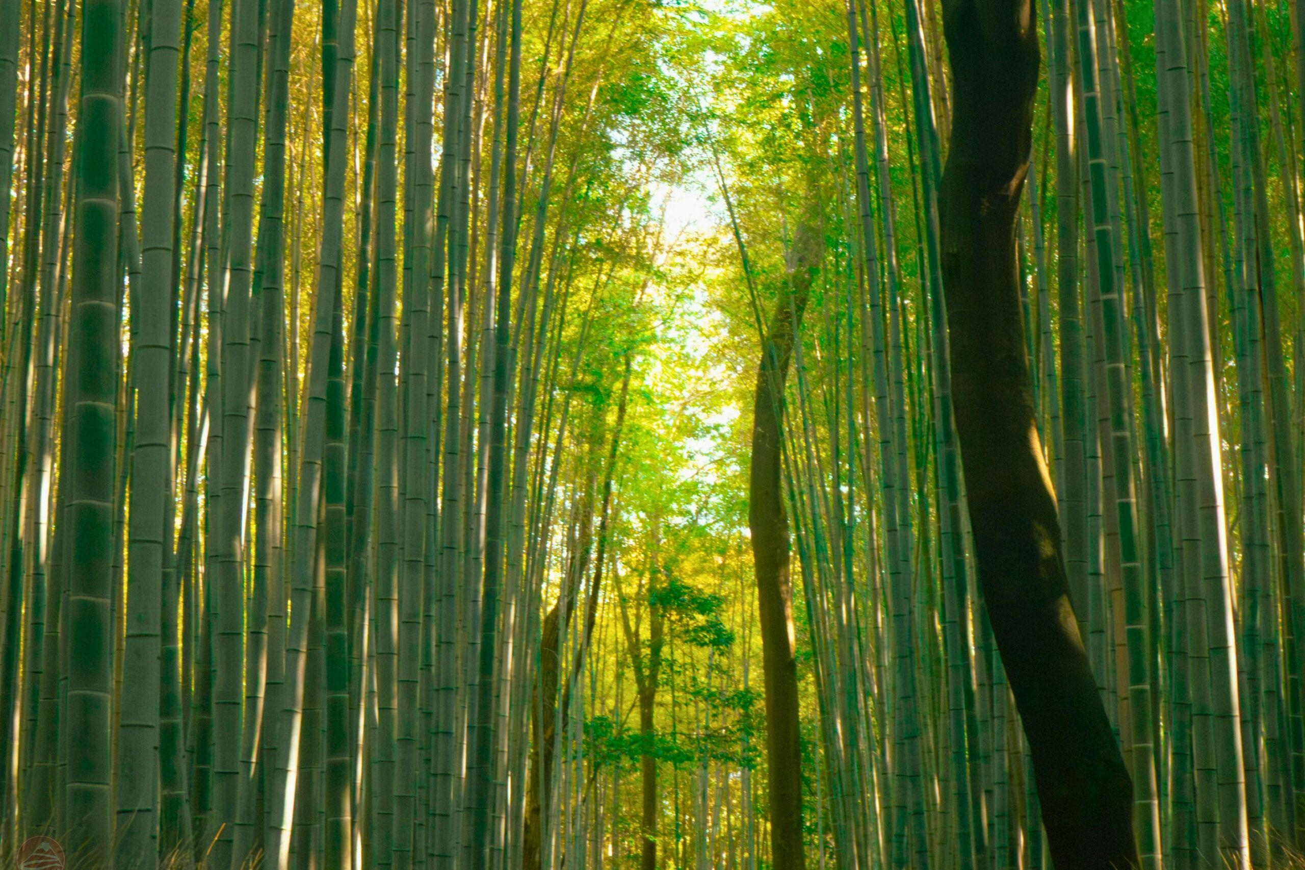 Arashiyama Bamboo Grove