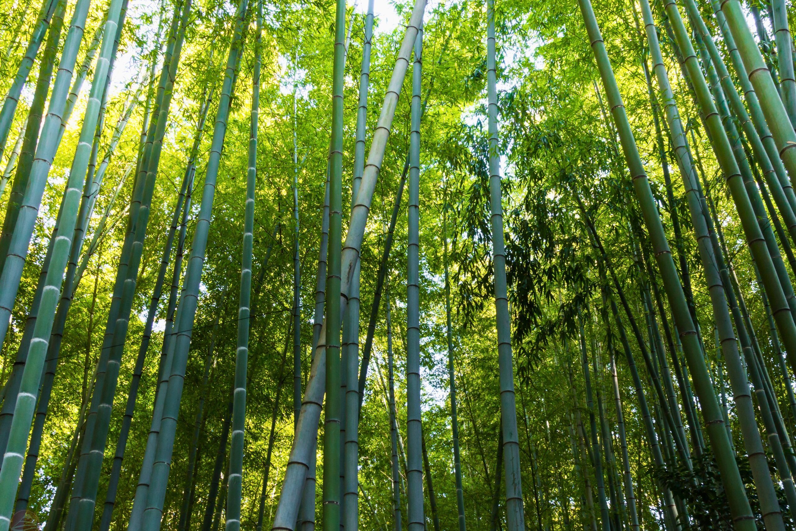 khu vực Arashiyama