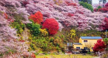 DU LỊCH NHẬT BẢN MÙA THU: TP.HCM – OSAKA – KYOTO – PHÚ SĨ – TOKYO – TP.HCM | 5N5Đ | Bay: VNA | Giá: 39,9 triệu