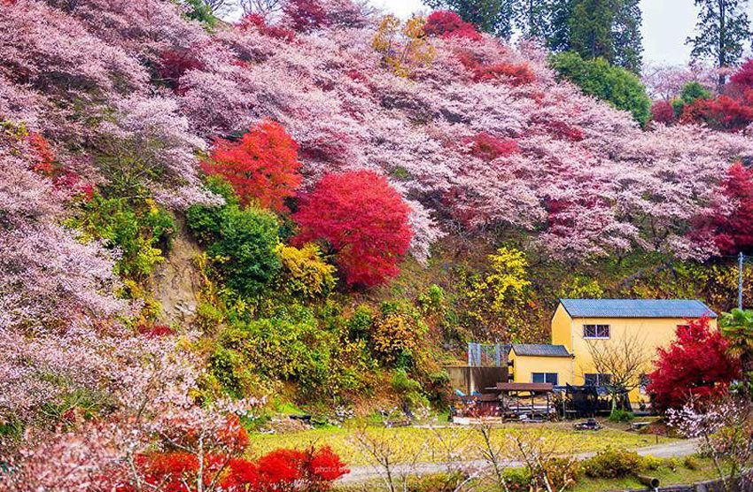 Obara Shikizakura