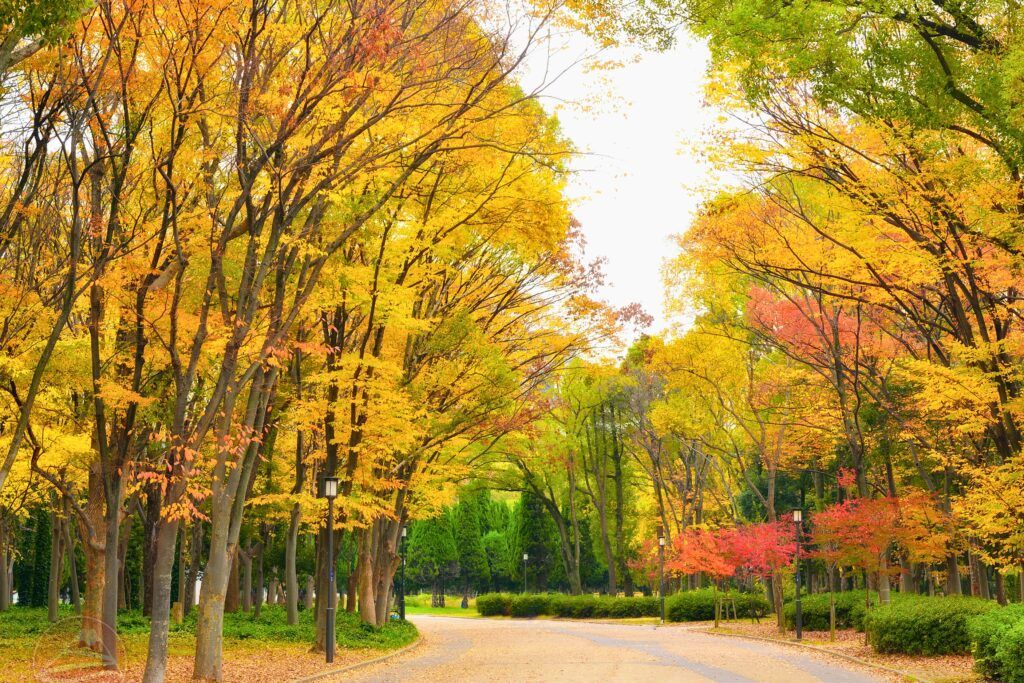 Osaka mùa thu
