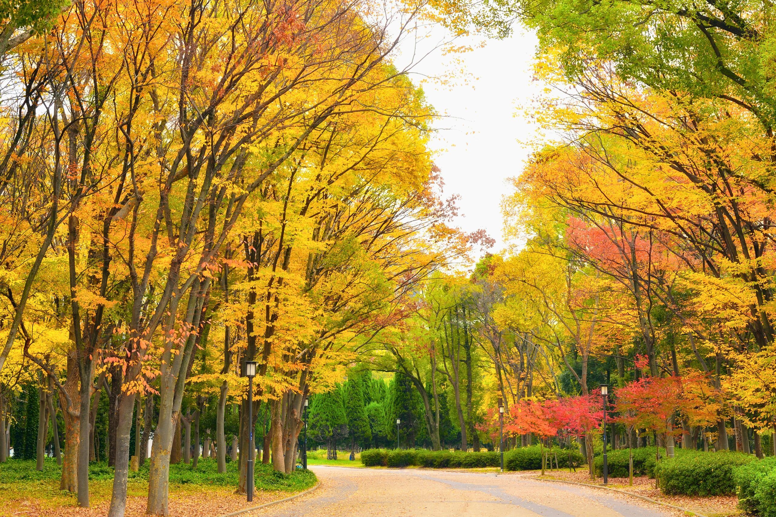 Osaka mùa thu