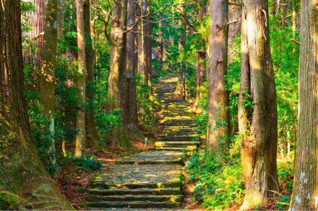 Tour Nhật giải quyết được những vấn đề đó