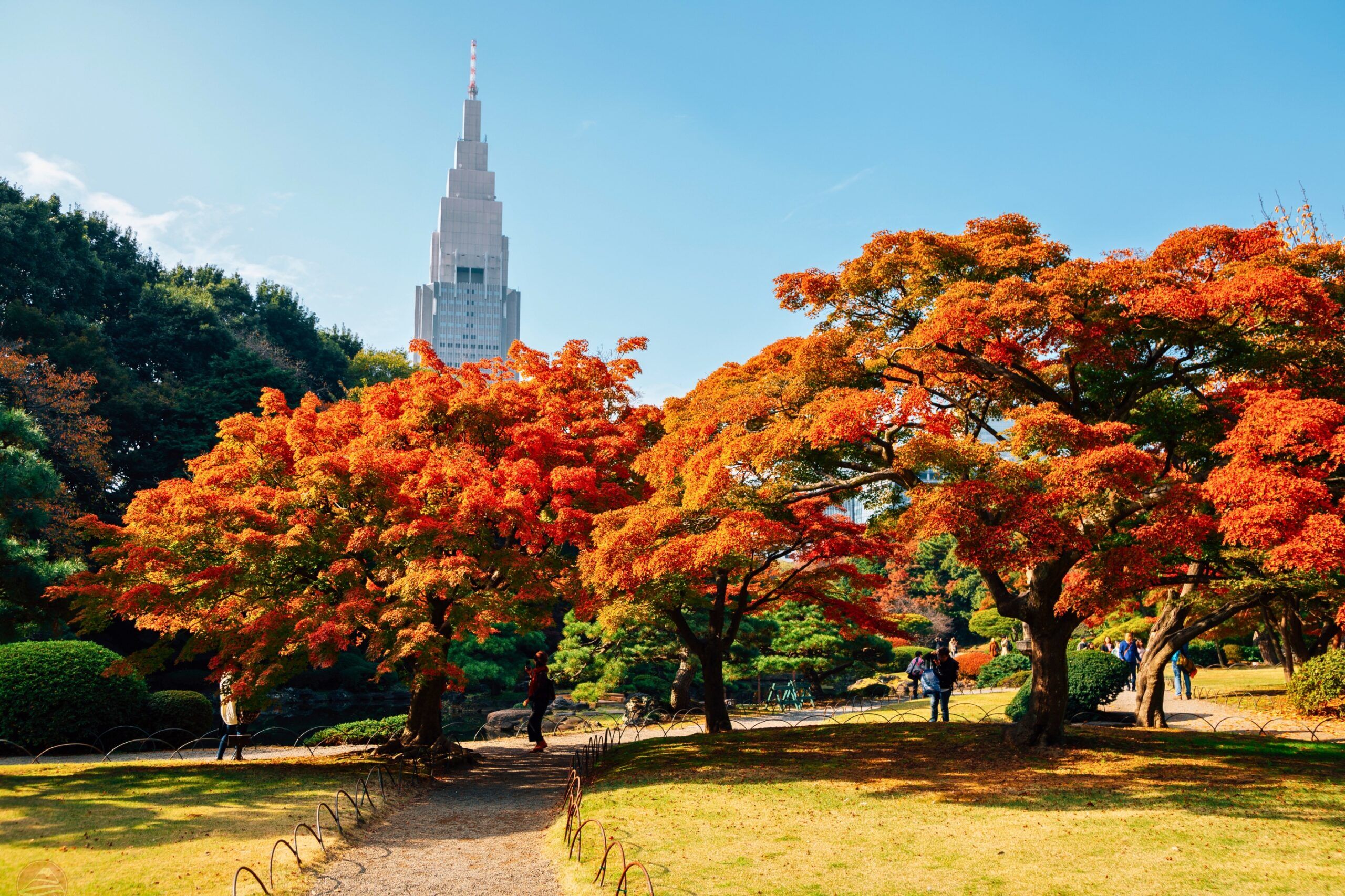 Tokyo – mùa thu hiện đại nhưng vẫn rất thơ