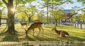 DU LỊCH NHẬT BẢN MÙA THU: HÀ NỘI – OSAKA – KYOTO – PHÚ SĨ – TOKYO | 6N5Đ | Bay: VNA | Giá: 37,9 triệu