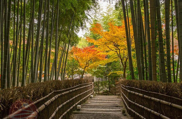 Rừng trúc Arashiyama