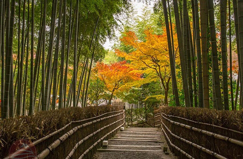 Rừng trúc Arashiyama