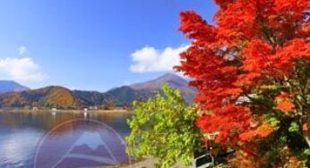 Kinh nghiệm ngắm lá đỏ Hồ Kawaguchi & Đường hầm Momiji Kairo dưới chân Núi Phú Sĩ