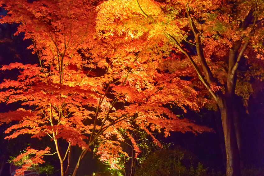 Vườn Rikugien – Dạ tiệc ánh sáng Tokyo