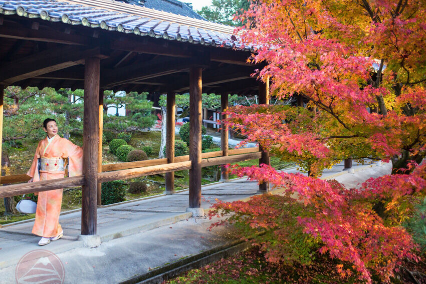 Chùa Tofukuji – Biển lá đỏ từ cầu Tsutenkyo