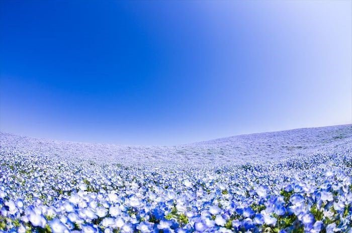 15 vườn hoa phải đến một lần ở Nhật Bản - Du lịch Nhật Bản A-Z