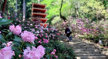 Top những ngôi đền chùa ngắm hoa đẹp nhất ở Nara