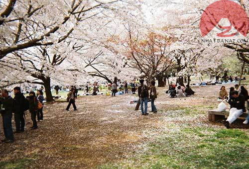 Cong-vien-Ueno-Onshi-Koen-Park