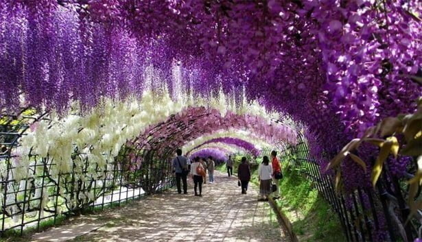 Vòm hoa tử đằng ở Ashikaga tuyệt đẹp vào tháng 5