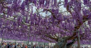 Du lịch Nhật Bản ngắm hoa Tử Đằng mùa Covid 2020