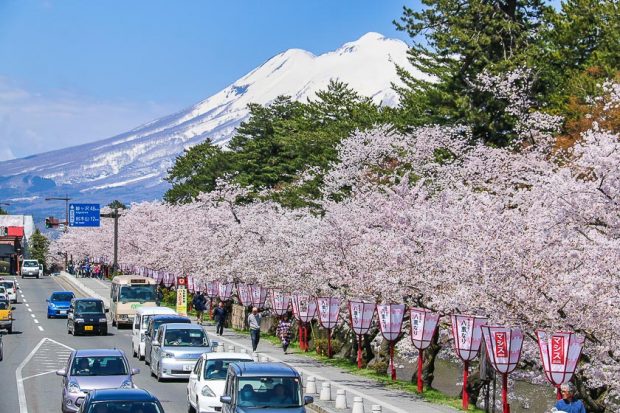 Hoa-anh-đào ở Hirosaki_tháng-5