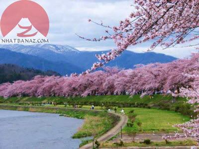 Những Nơi Ngắm Hoa Anh Đào Đẹp Nhất Nhật Bản