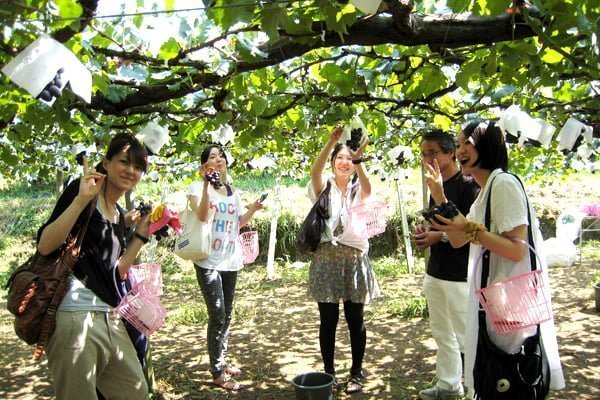 Khách du lịch vui vẻ tham gia thu hoạch nho