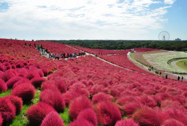 cỏ Kochia