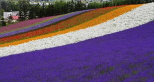 Du lịch Nhật Bản ngắm hoa Lavender mùa Covid-19