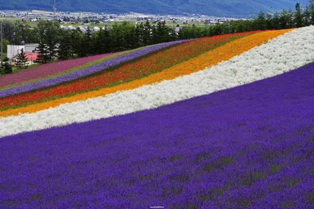 39 Hình Ảnh Hoa Oải Hương Lavender Đẹp Nhất - Siêu Lãng Mạn | Purple  garden, Flower garden, Lavender garden