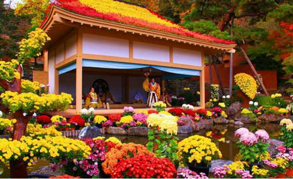 Nhiều loại hoa cúc được trưng bày tại chùa Asakusa Kannon và đền Meiji