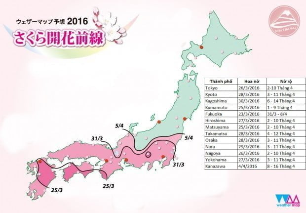 Dự báo lịch ngắm hoa anh đào 2016