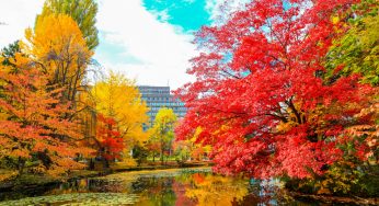 Một chuyến du lịch Hokkaido mùa thu ấn tượng