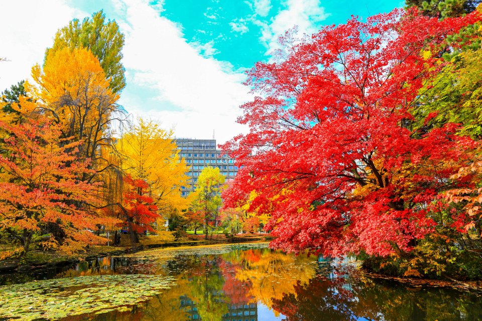 Một chuyến du lịch Hokkaido mùa thu ấn tượng