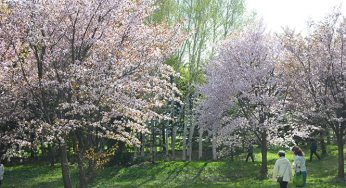 Những điểm ngắm hoa anh đào đẹp nhất ở Sapporo