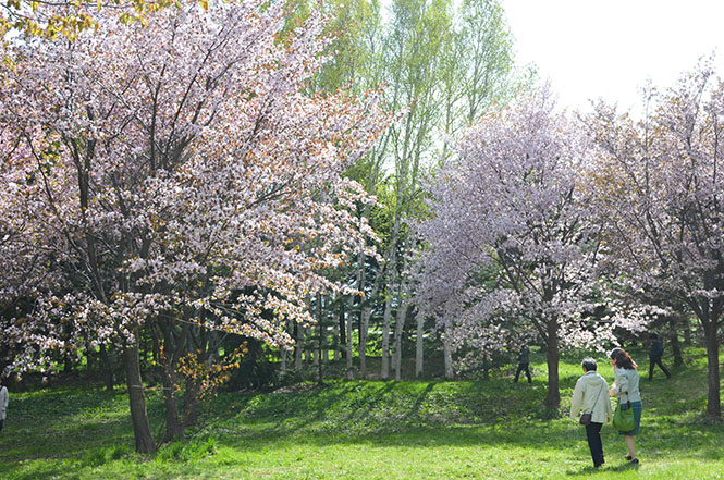 Những điểm ngắm hoa anh đào đẹp nhất ở Sapporo