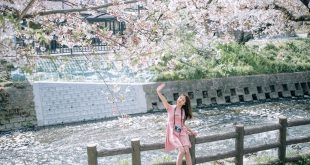 Top 5 địa điểm ngắm hoa anh đào đẹp nhất Aichi