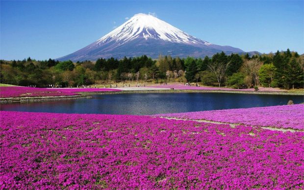 Núi Phú Sĩ, Nhật bản tháng 5 rực rỡ muôn hoa