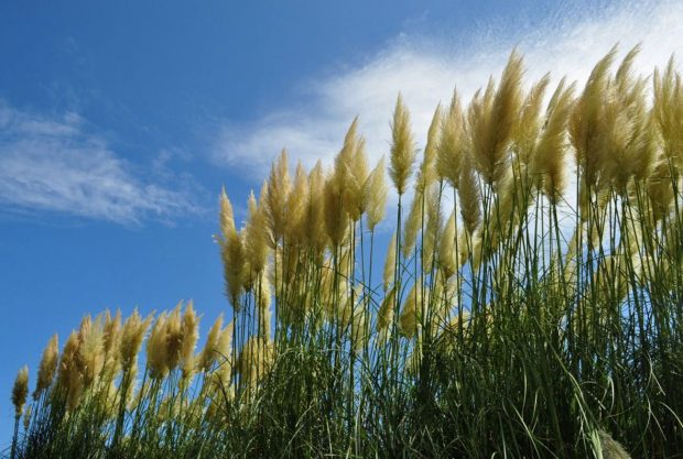Pampas-grass-bach-vu