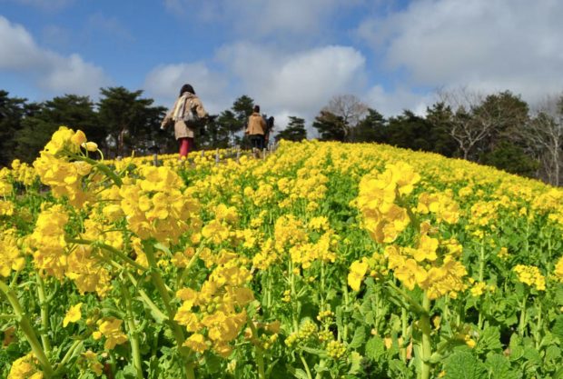 Rapeseed-hoa-cai