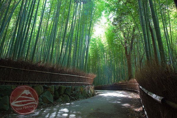 Sagano-bamboo-grove-395