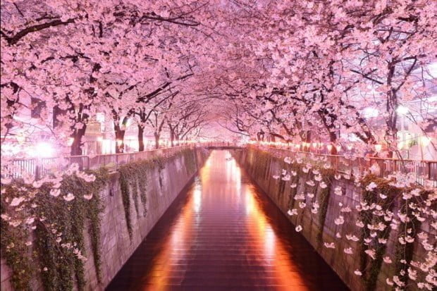 Sakura-Tunnel-Meguro-river